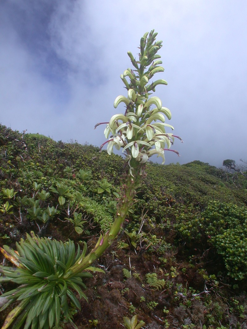 Lobelia gloria-montis subsp. gloria-montis