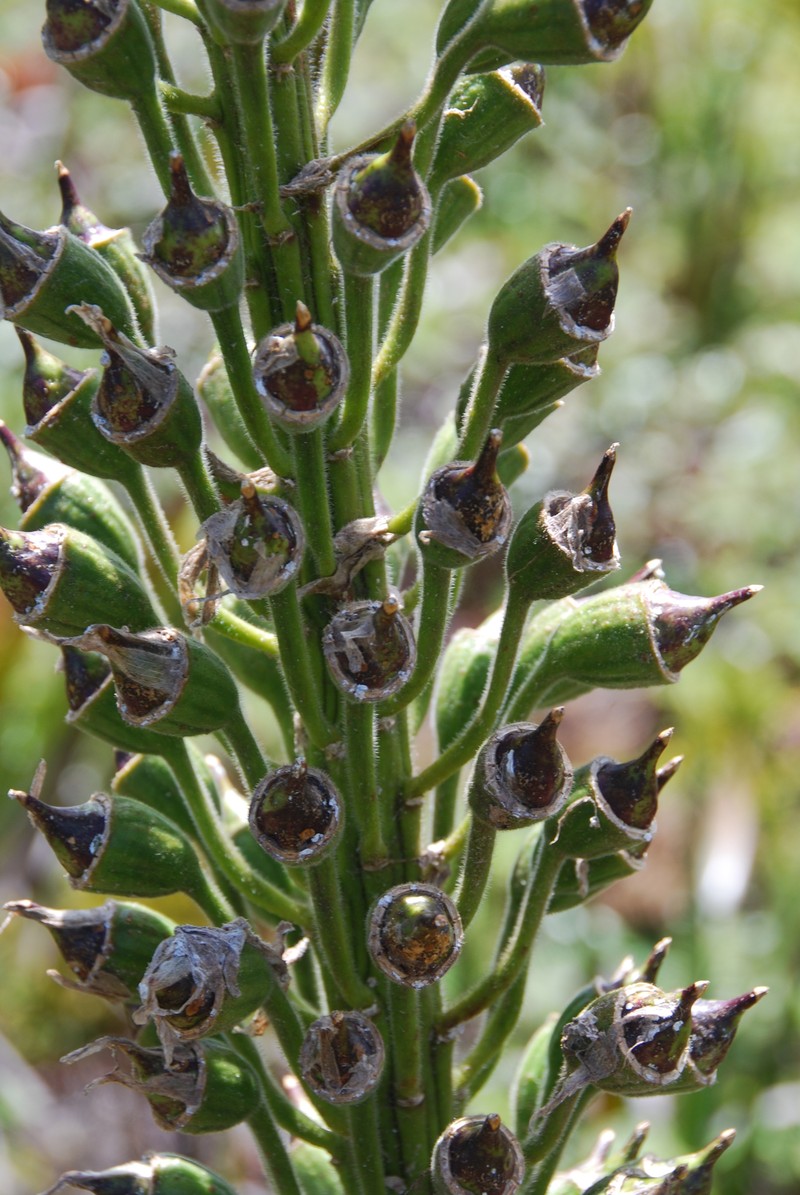 Lobelia gloria-montis subsp. longibracteata