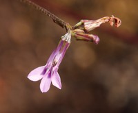 Lobelia goetzei