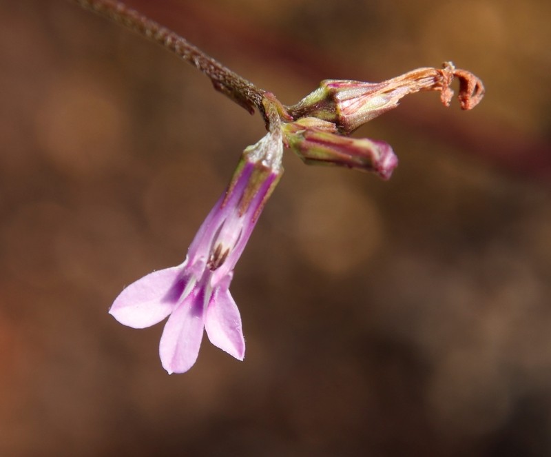 Lobelia goetzei