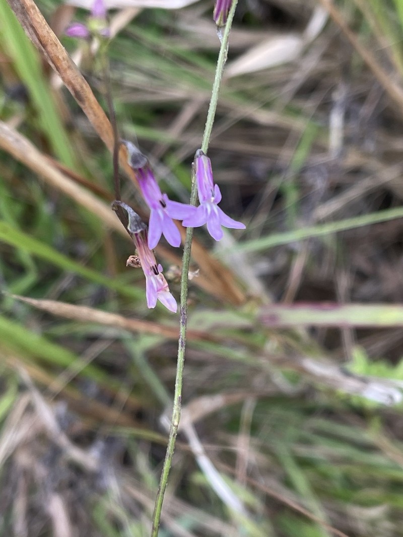 Lobelia goetzei photo 2