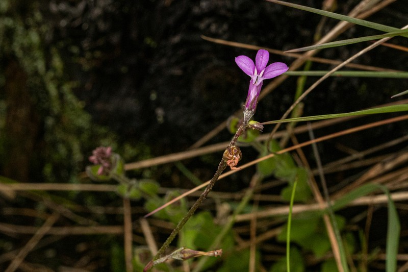 Lobelia goetzei photo 3