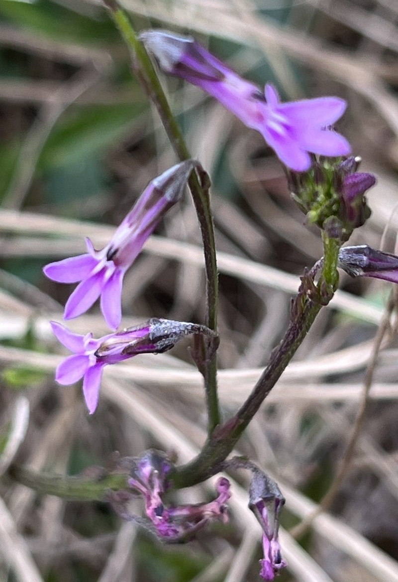 Lobelia goetzei photo 4
