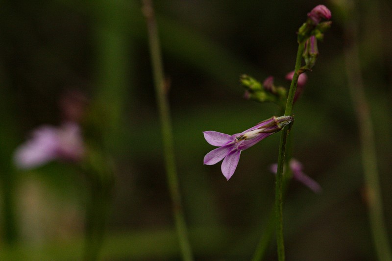 Lobelia goetzei photo 5