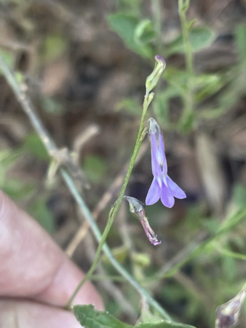 Lobelia goetzei photo 6