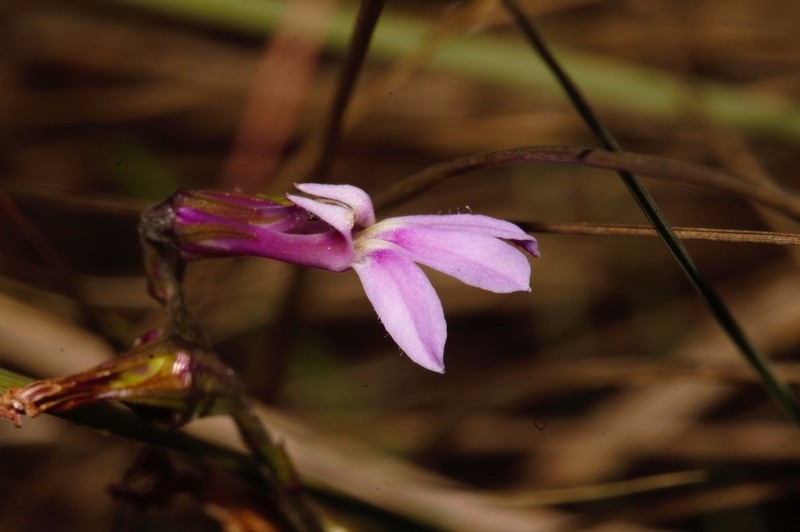Lobelia goetzei photo 7