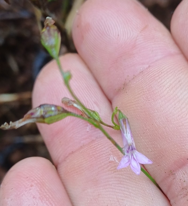 Lobelia goetzei photo 8