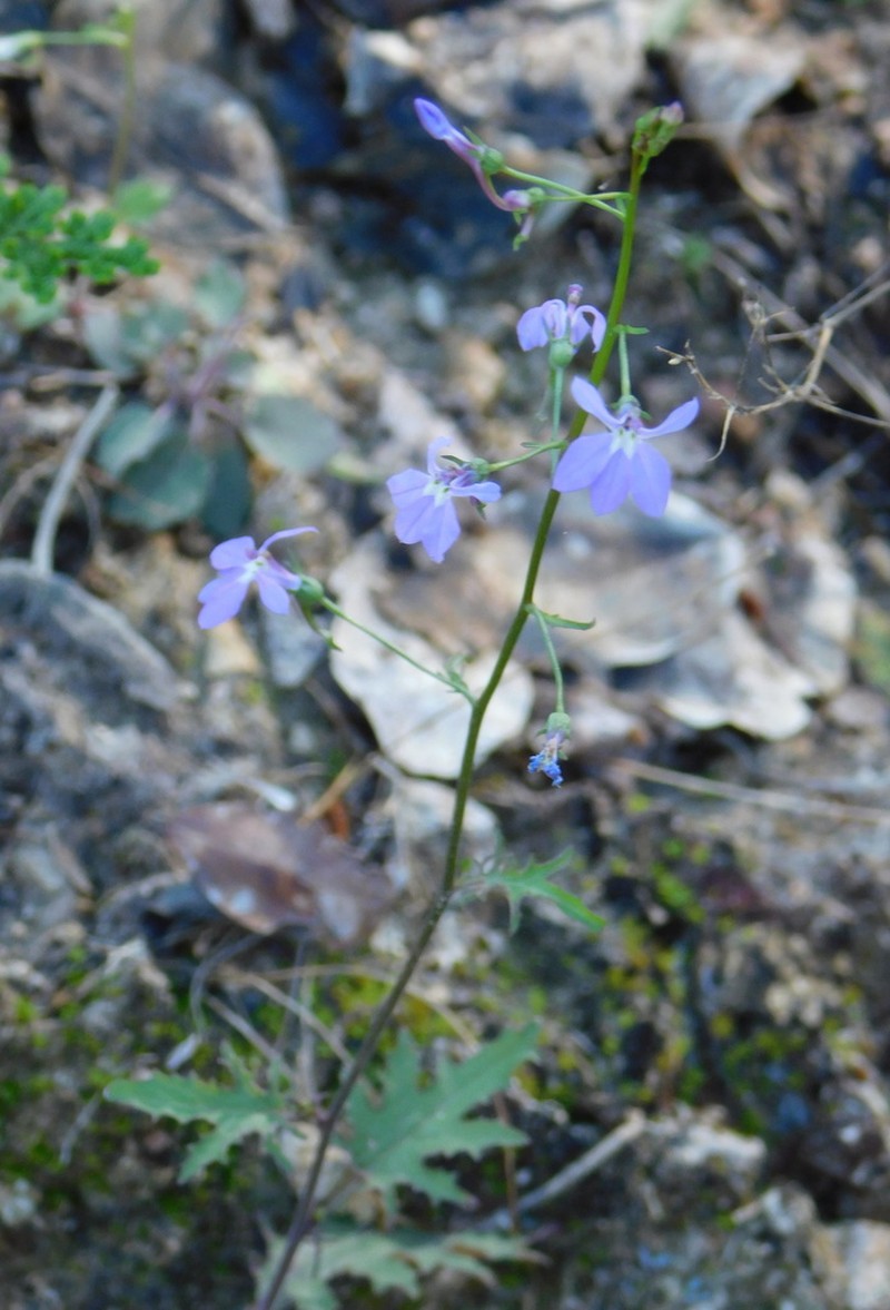 Lobelia goldmanii