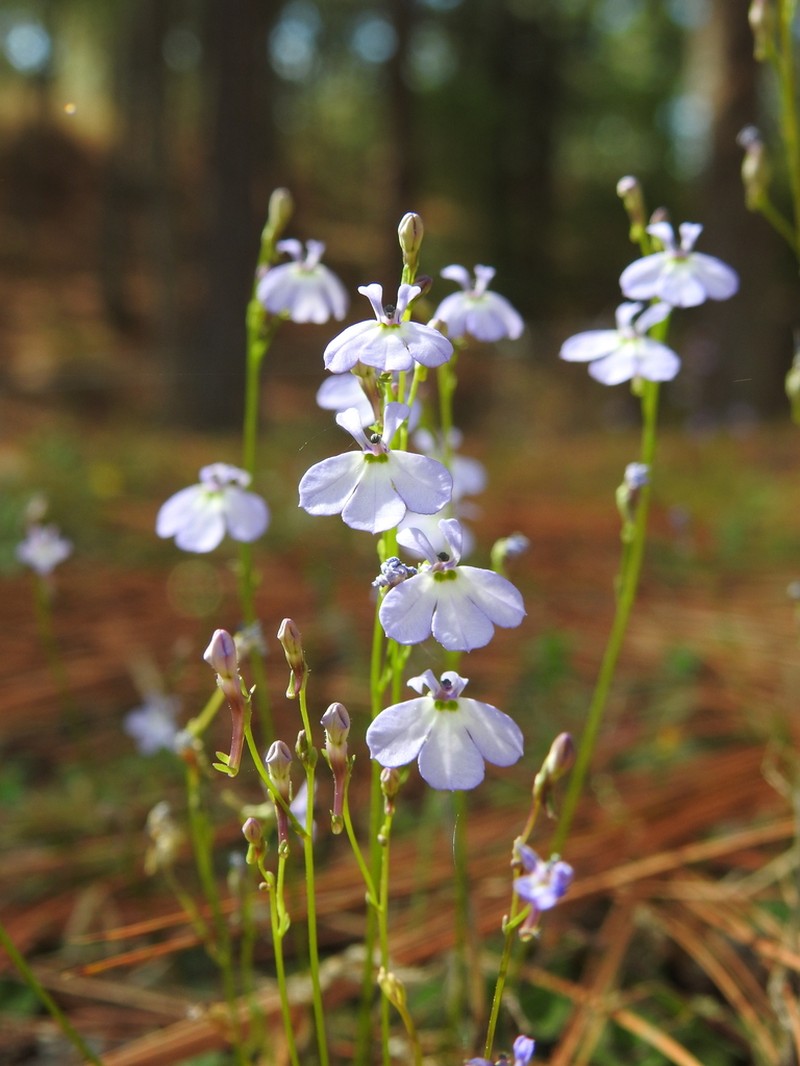 Lobelia goldmanii photo 2