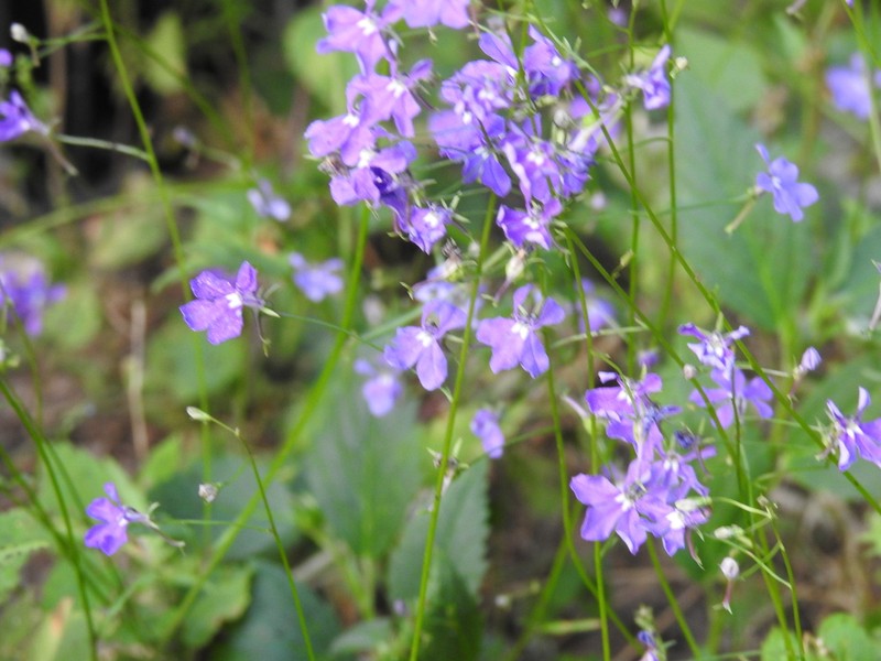 Lobelia goldmanii photo 4