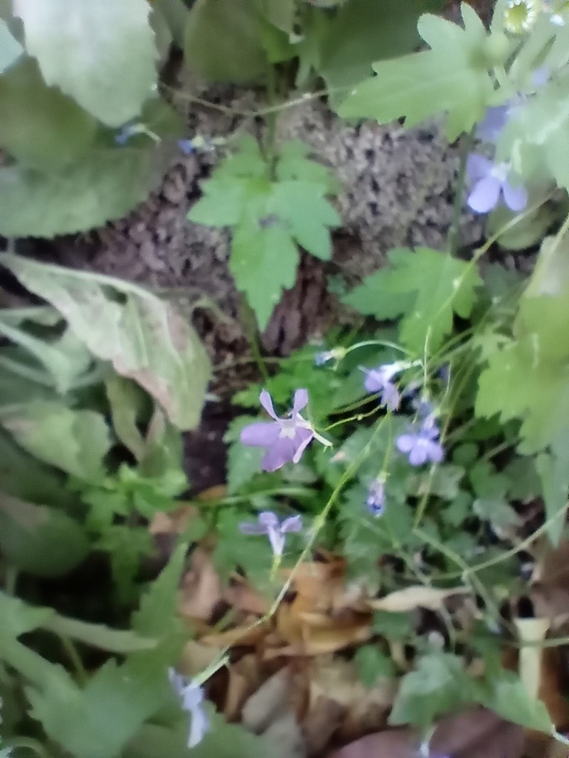 Lobelia goldmanii photo 5