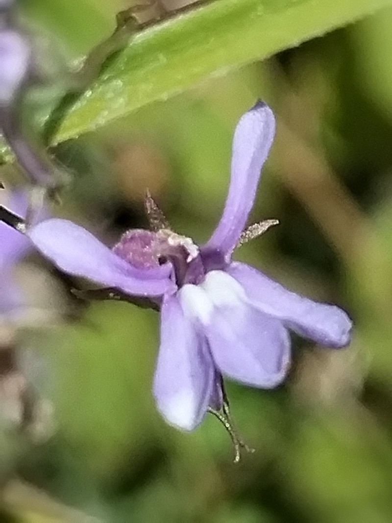 Lobelia goldmanii photo 6