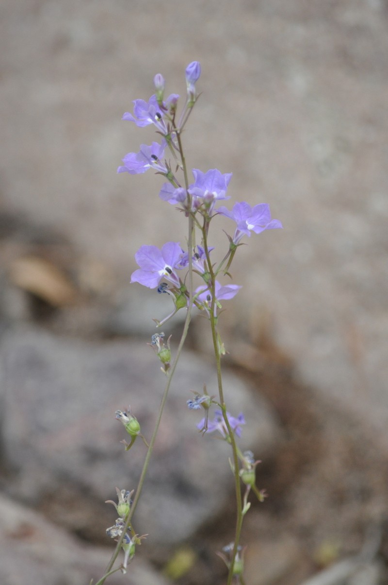 Lobelia goldmanii photo 7