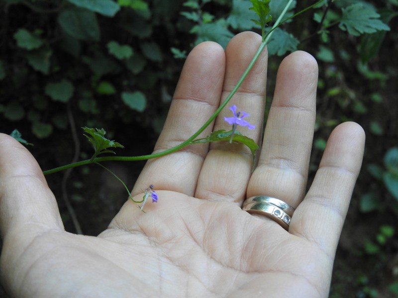 Lobelia goldmanii photo 8