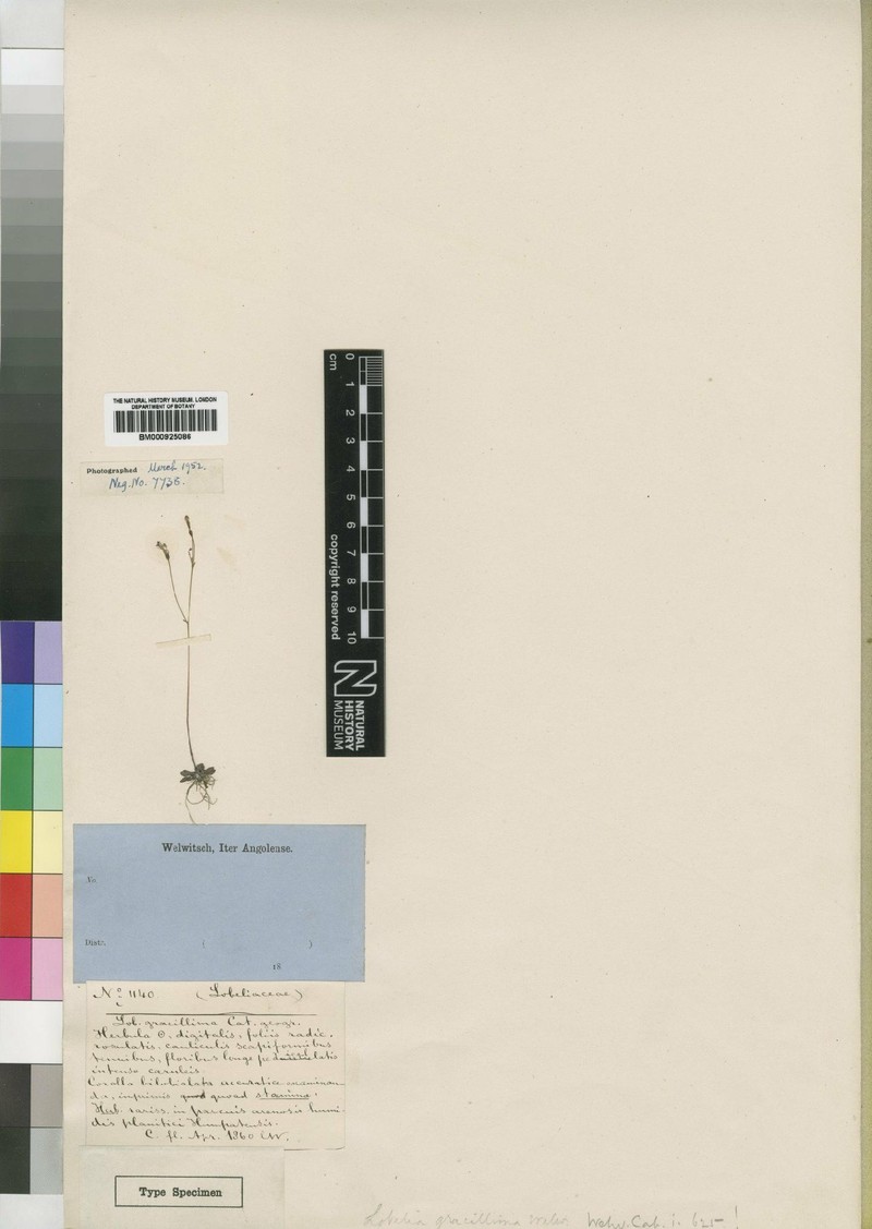 Lobelia gracillima