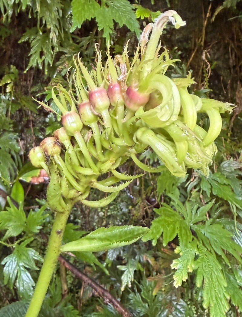 Lobelia grandifolia