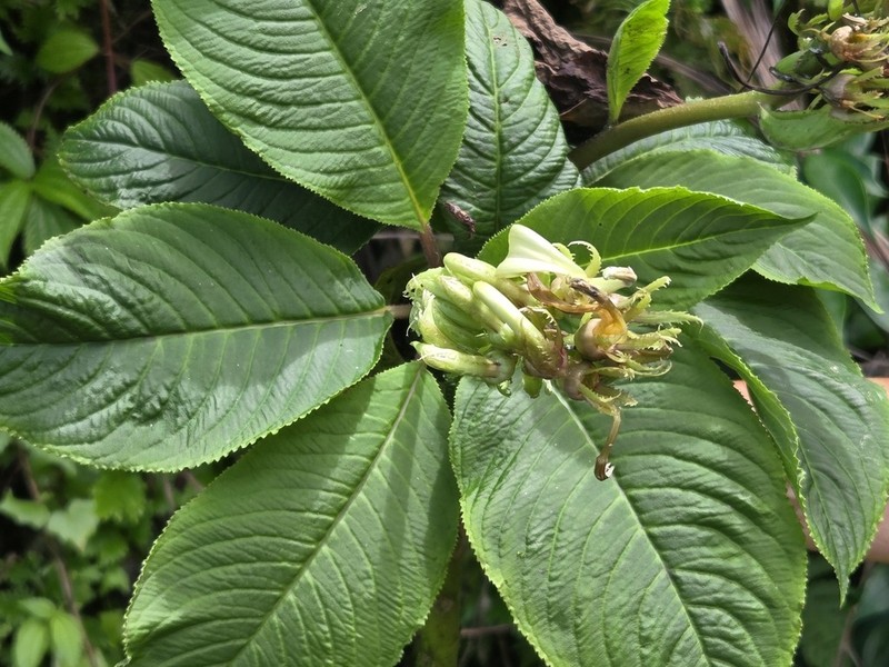 Lobelia grandifolia photo 3