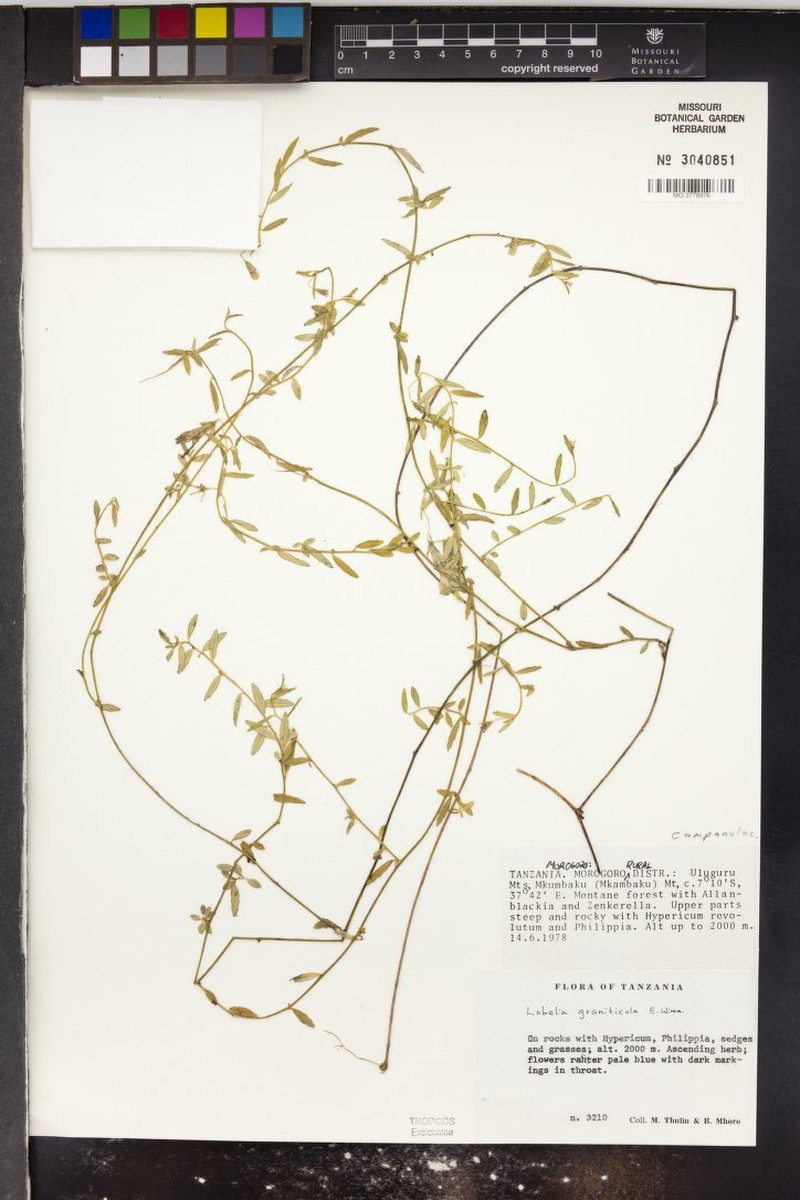 Lobelia graniticola