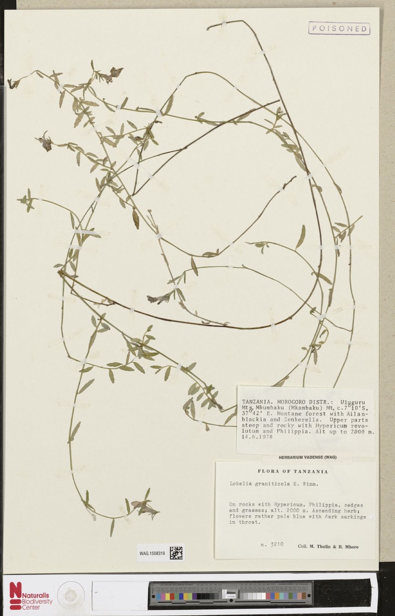 Lobelia graniticola photo 2