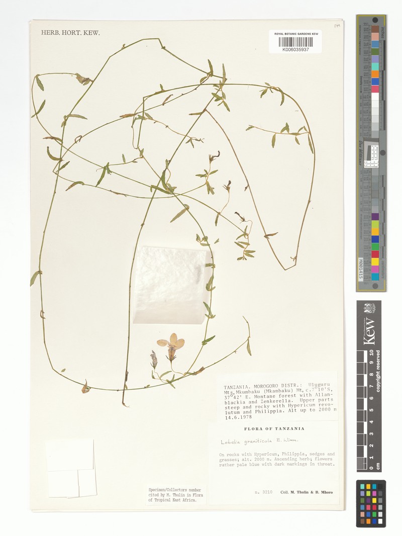 Lobelia graniticola photo 3