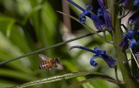 Haleakala Lobelia