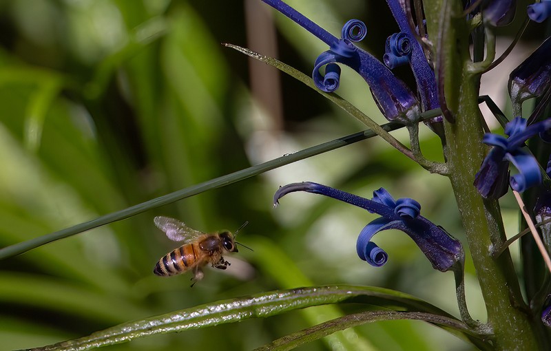 Haleakala Lobelia