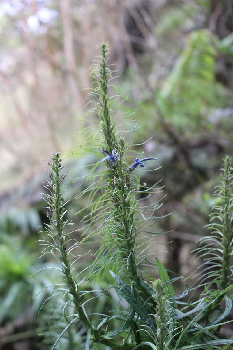 Haleakala Lobelia photo 2