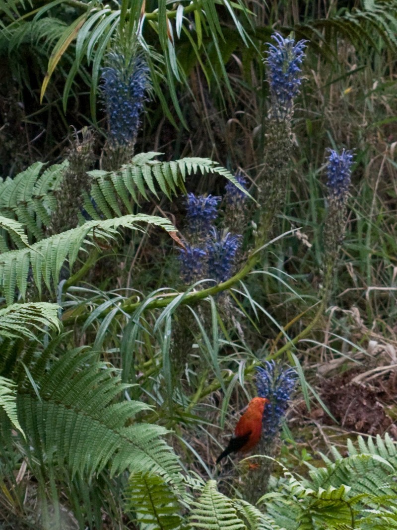 Haleakala Lobelia photo 3