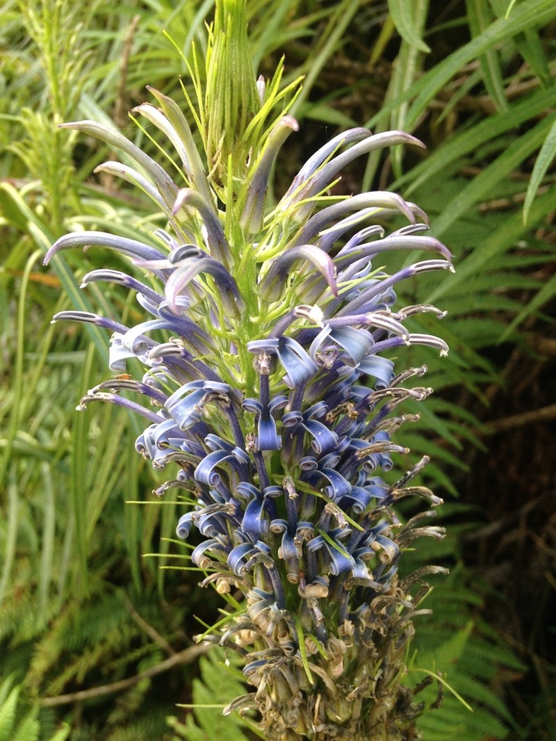 Haleakala Lobelia photo 4