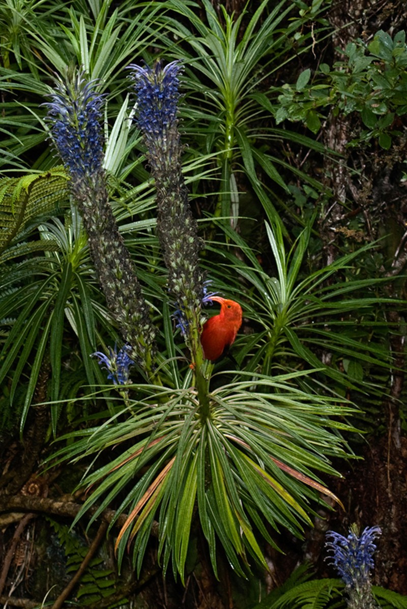 Haleakala Lobelia photo 5