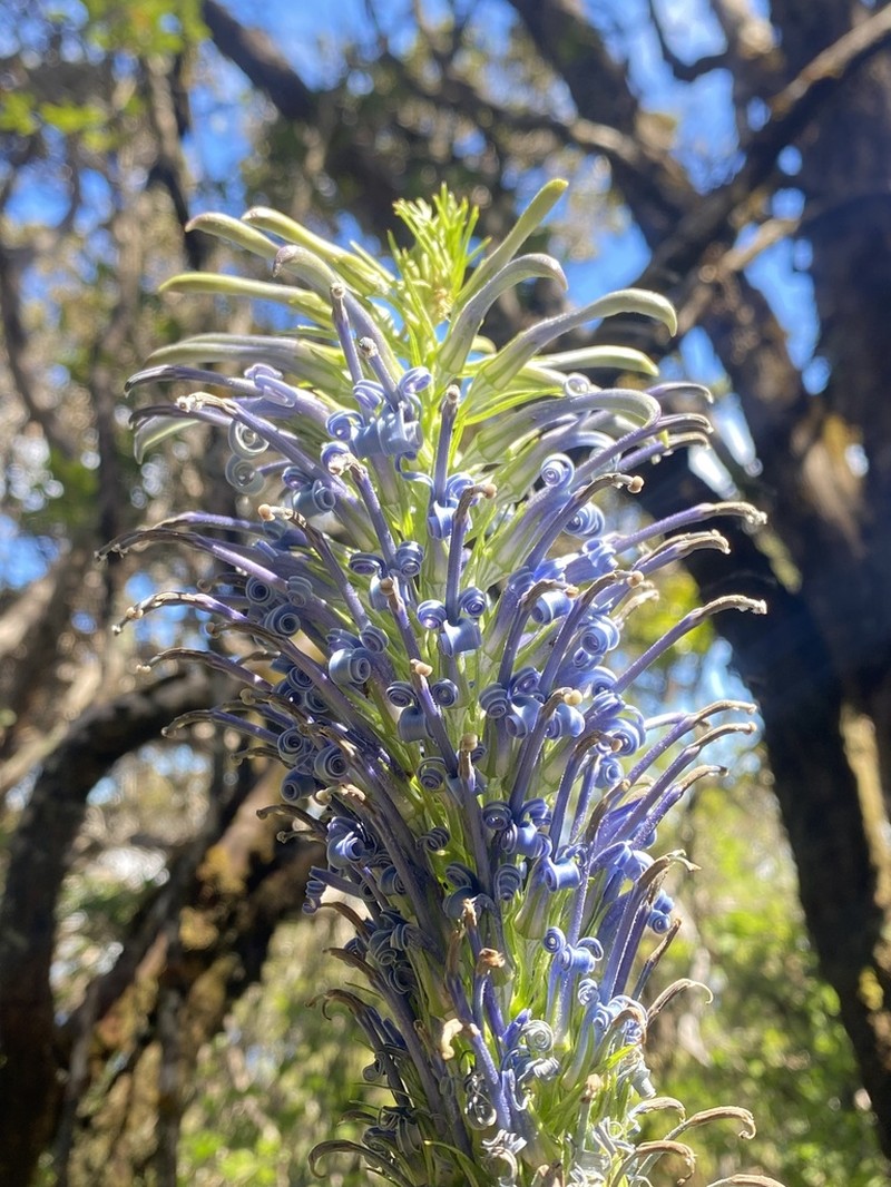 Haleakala Lobelia photo 7