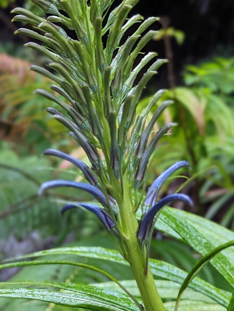 Haleakala Lobelia photo 8