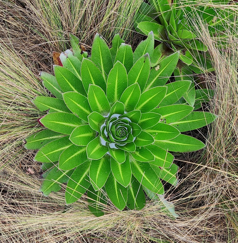 Lobelia gregoriana