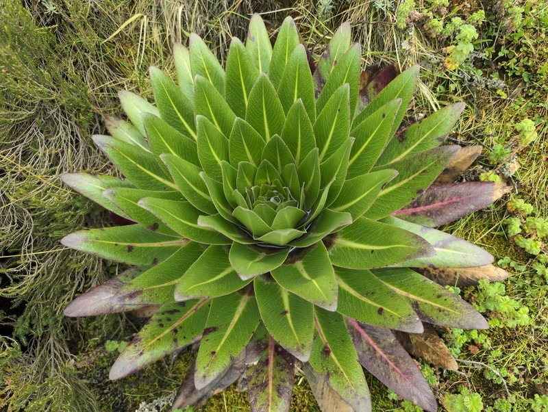Lobelia gregoriana photo 6