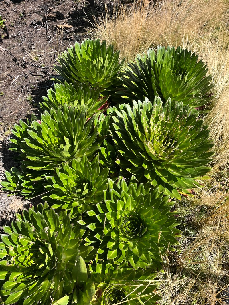Lobelia gregoriana subsp. elgonensis
