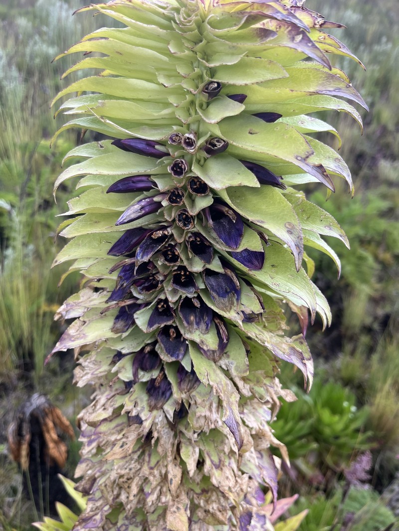 Lobelia gregoriana subsp. elgonensis photo 2