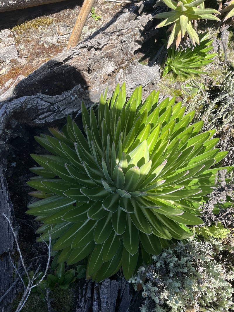 Lobelia gregoriana subsp. elgonensis photo 3