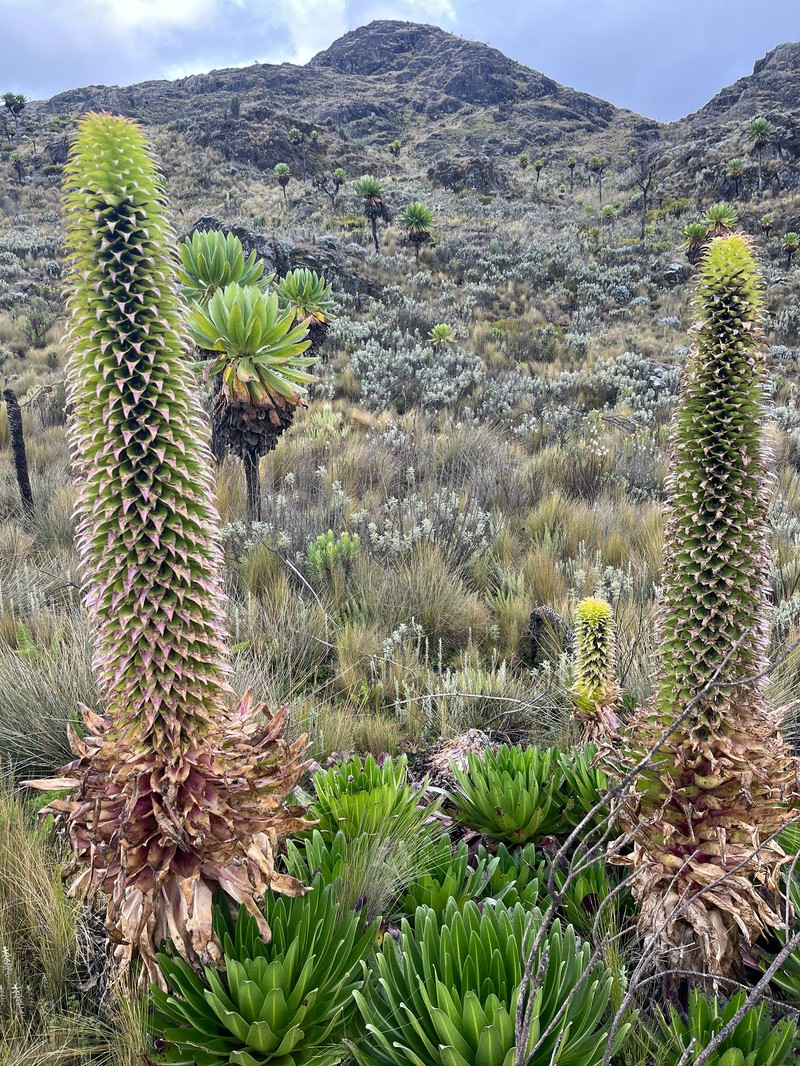 Lobelia gregoriana subsp. elgonensis photo 4