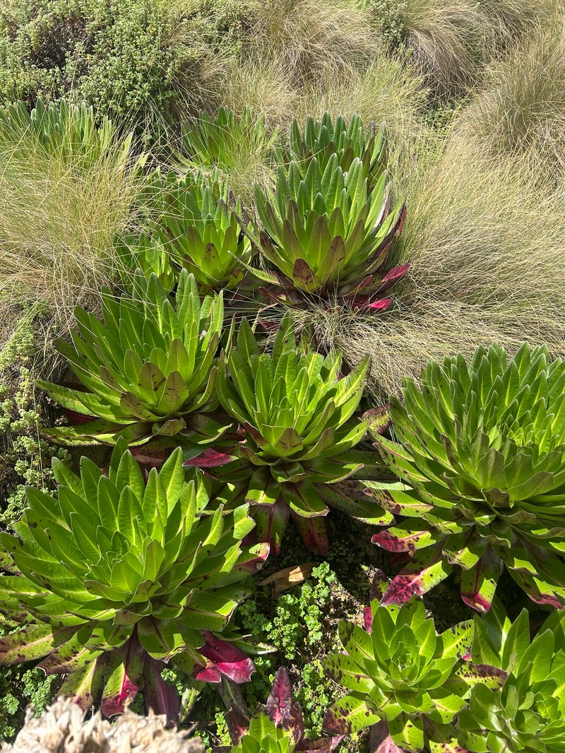 Lobelia gregoriana subsp. gregoriana