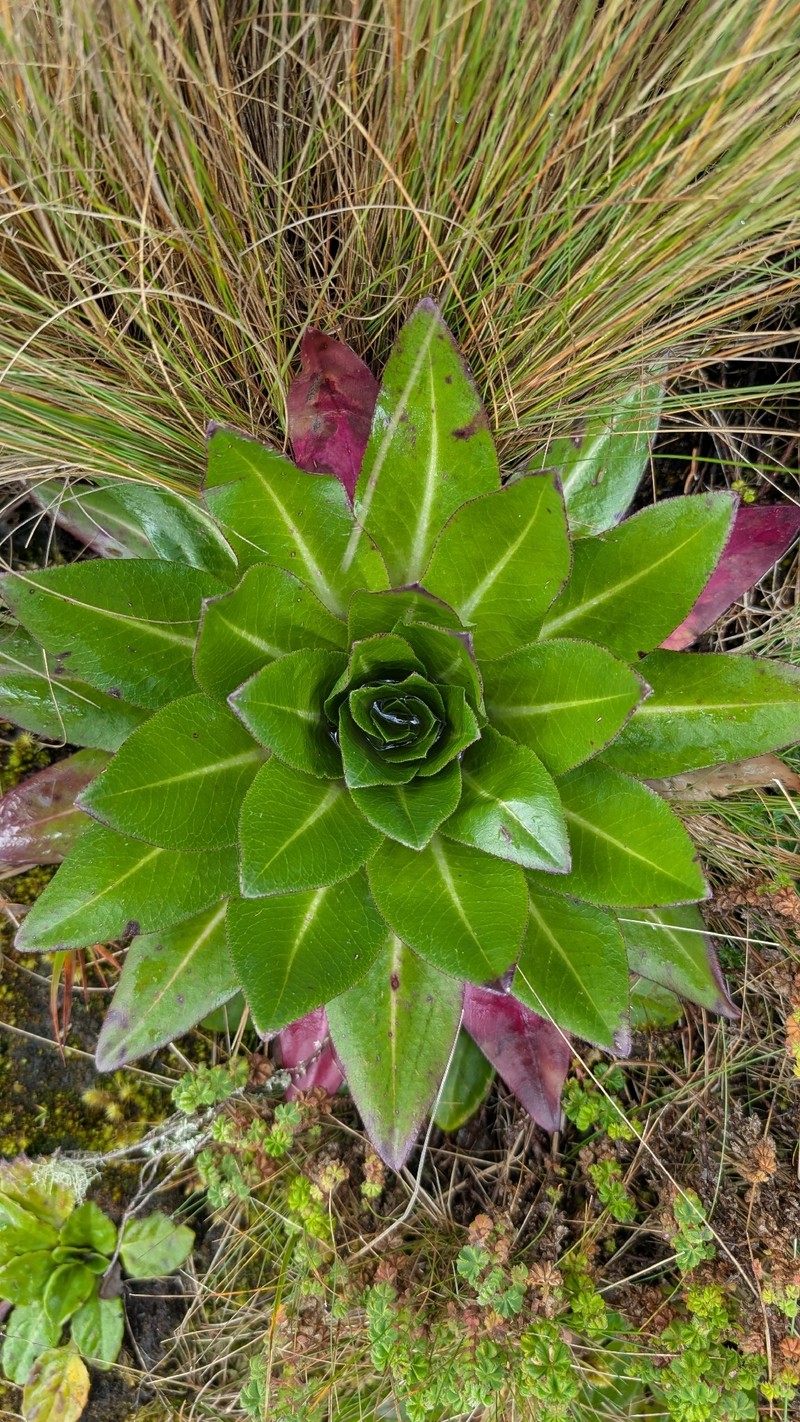 Lobelia gregoriana subsp. gregoriana photo 3