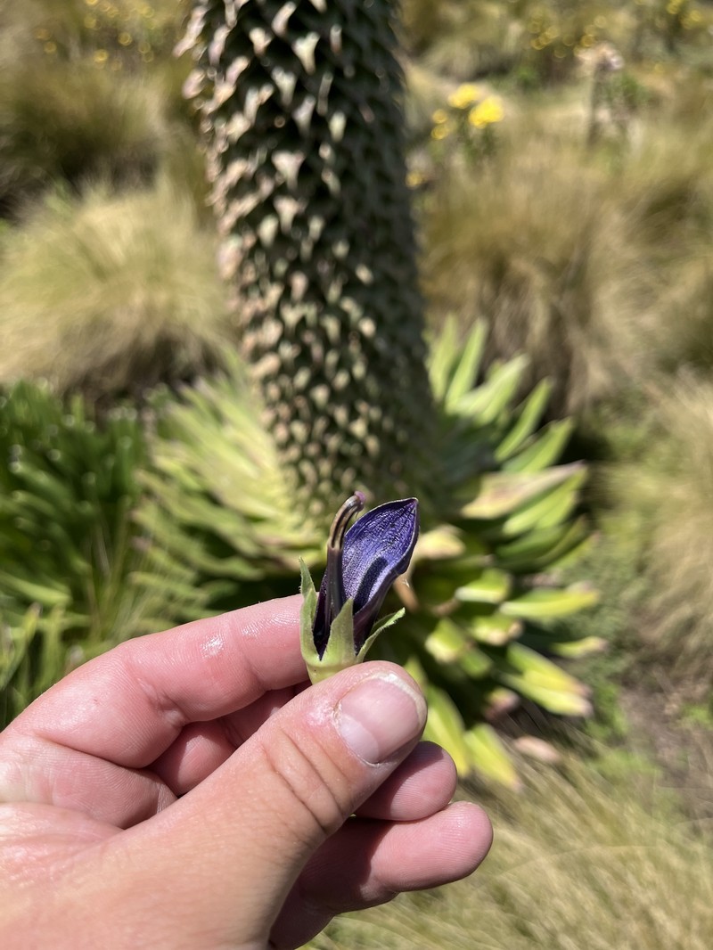 Lobelia gregoriana subsp. sattimae photo 3
