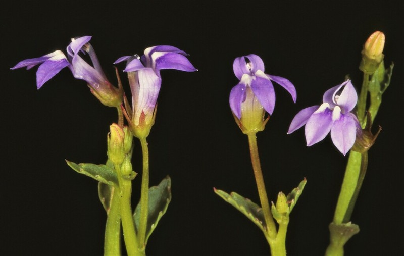 Lobelia griffithii