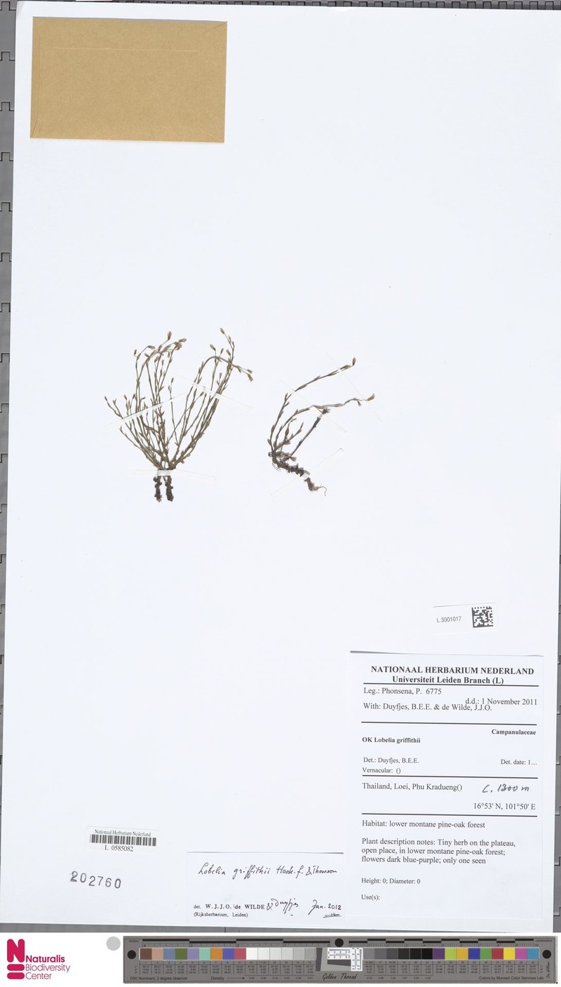 Lobelia griffithii photo 2