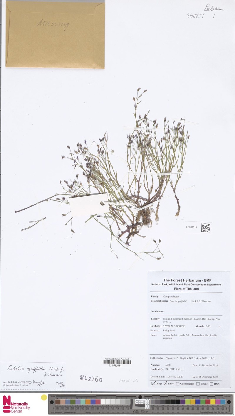Lobelia griffithii photo 4