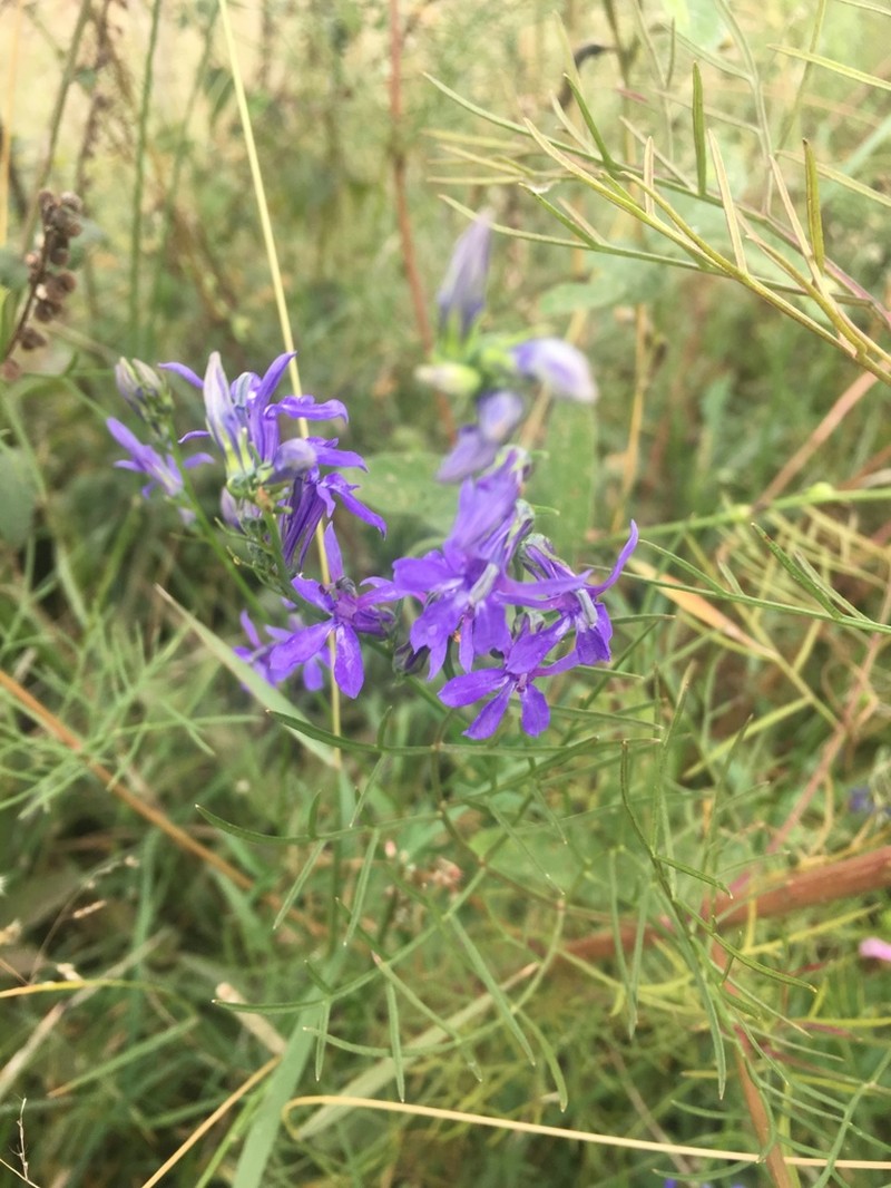 Lobelia gruina