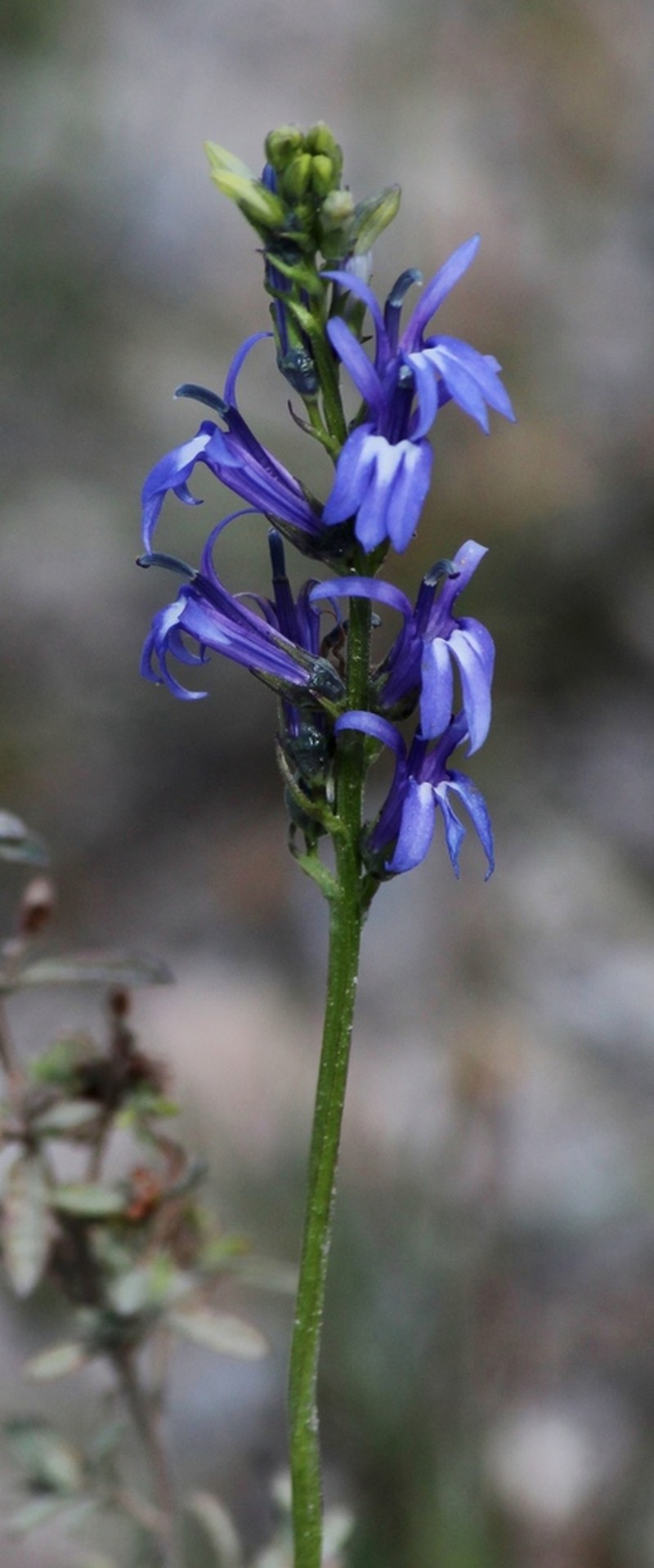 Lobelia gruina photo 2
