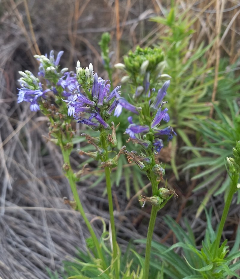 Lobelia gruina photo 3
