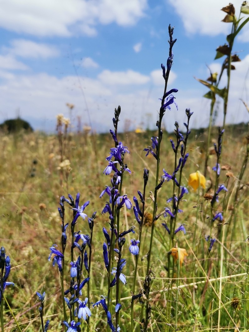 Lobelia gruina photo 4