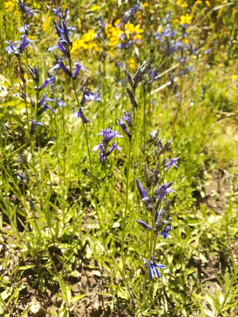 Lobelia gruina photo 5