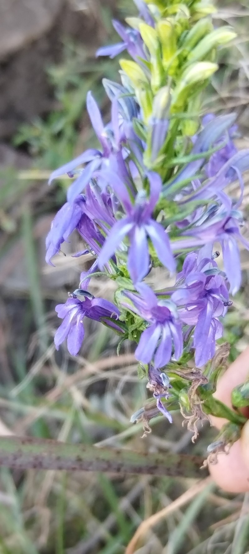 Lobelia gruina photo 6